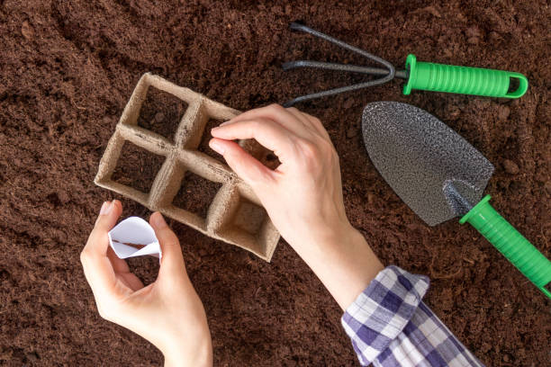 Female hands in a plaid shirt plant seeds in peat seedling pots. Garden tools shovel, rake on the ground. Soft focus stock photo