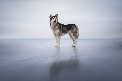 Malamute stands on the ice like a wild wolf