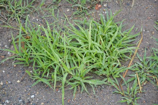 istock fresh green grass on the ground 1312311973
