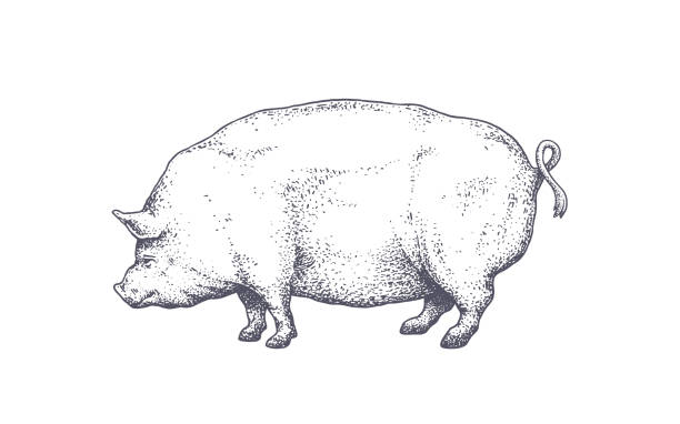 wieprzowina, świnia. vintage retro print, sylwetka świni - domowy wieprz stock illustrations
