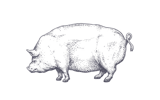 Pork, pig. Vintage retro print, black white pig drawing, engrave old school style. Sketch artwork silhouette pig on white background. Side view profile. Vector Illustration