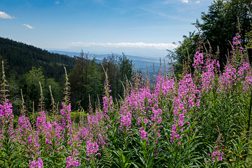 blooming fireweed, willow herb flower on the mountain slope with Tatra Mountains in the background