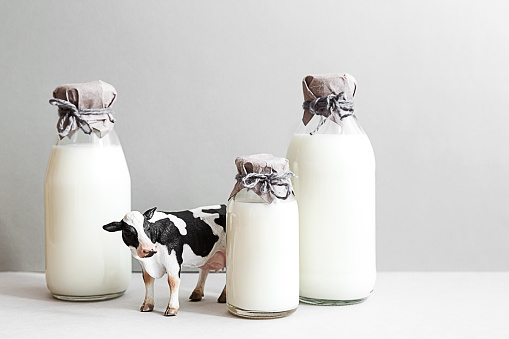 Bottles of fresh milk, a figurine of a cow and a glass of milk on a light gray background. Minimalistic still life of milk, copy space.