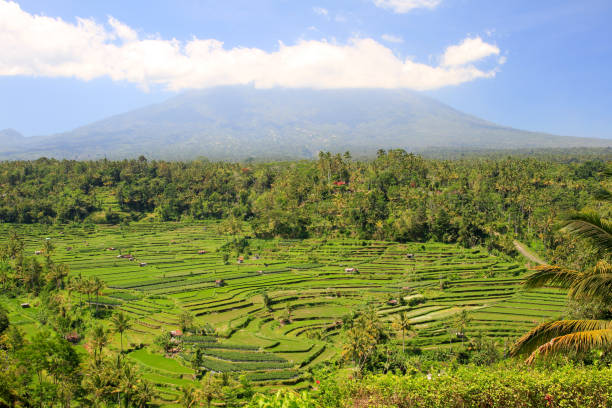istock Rice paddies with volcano in background 1312312523