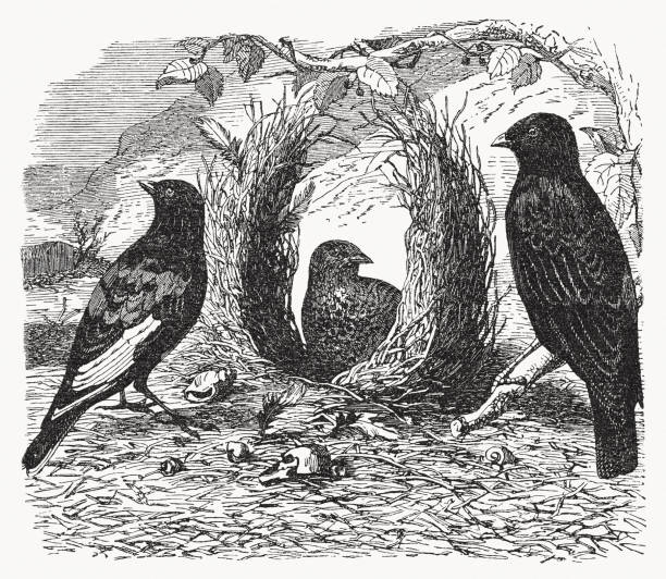 illustrazioni stock, clip art, cartoni animati e icone di tendenza di bowerbird satinato (ptilonorhynchus violaceus), incisione su legno, pubblicato nel 1893 - gazza ladra