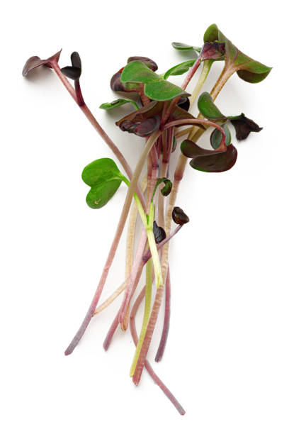 istock Bunch of micro green sprouts isolated on white background 1312313497