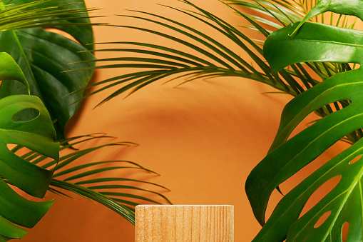 wooden podium stage for show product with green Monstera and palm leaves on orange background