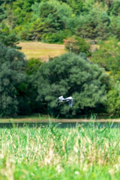istock Flight of grey heron in the wild 1312315343