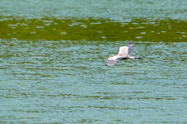 istock Flight of grey heron in the wild 1312315366