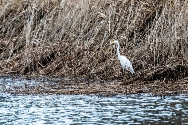 istock view of little egret on a lake 1312315395