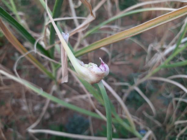 istock Allium sativum flower in vegetable garden. 1312317710
