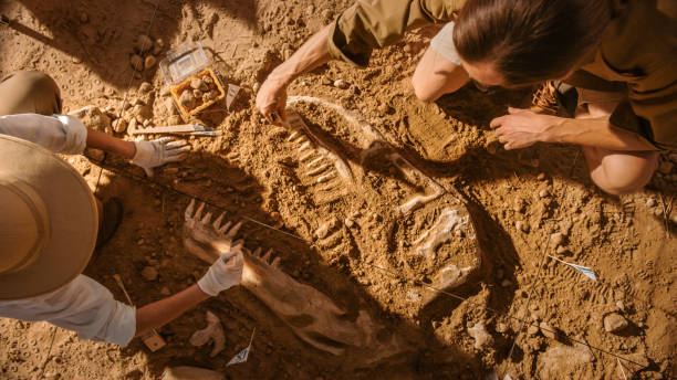 vista dall'alto verso il basso: due grandi paleontologi che puliscono lo scheletro di dinosauro appena scoperto. gli archeologi scoprono resti fossili di nuove specie. sito di scavo archeologico. - fossile foto e immagini stock