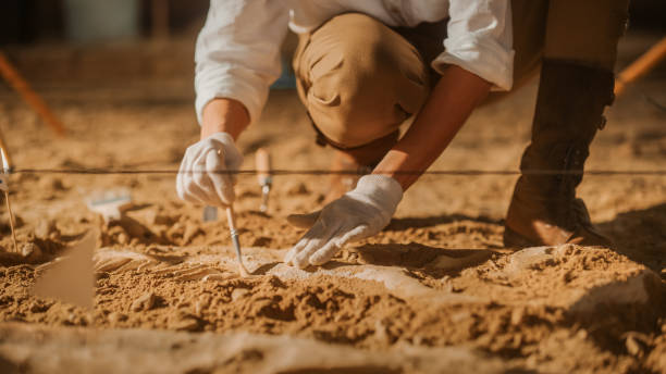 古生物学者はブラシでティラノサウルス恐竜の骨格を掃除します。考古学者は新しい捕食者種の化石遺跡を発見する。考古学的発掘掘削サイト。手にクローズアップフォーカス - archaeology ストックフォトと画像