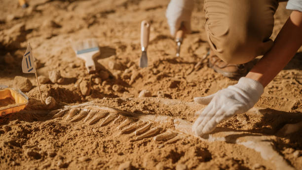 porträt der schönen paläontologen reinigung tyrannosaurus dinosaurier skelett mit pinsel. archäologen entdecken fossile überreste neuer raubtierarten. archäologische grabungsstätte - archäologie fotos stock-fotos und bilder