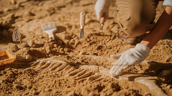 Retrato del hermoso paleontólogo limpiando el esqueleto de dinosaurio Tyrannosaurus con pinceles. Arqueólogos descubren restos fósiles de nuevas especies de depredadores. Sitio de excavación arqueológica photo