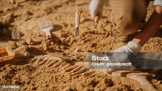 istock Portrait of Beautiful Paleontologist Cleaning Tyrannosaurus Dinosaur Skeleton with Brushes. Archeologists Discover Fossil Remains of New Predator Species. Archeological Excavation Digging Site 1312318046