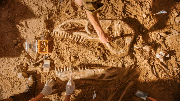 Top-Down View: Paleontologists Cleaning Tyrannosaurus Dinosaur Skeleton. Archeologists Discover Fossil Remains of New Predator Species. Archeological Excavation Digging Site. Top-Down View: Paleontologists Cleaning Tyrannosaurus Dinosaur Skeleton. Archeologists Discover Fossil Remains of New Predator Species. Archeological Excavation Digging Site. paleontologist stock pictures, royalty-free photos & images