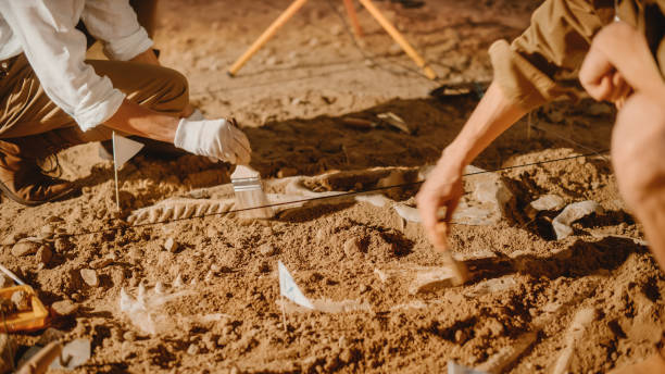 istock Archaeological Digging Site: Two Great Paleontologists Cleaning Newly Discovered of Dinosaur. Archeologists on Excavation Site Discover Fossil Remains of New Species Skeleton. Close-up Focus on Hands 1312318086
