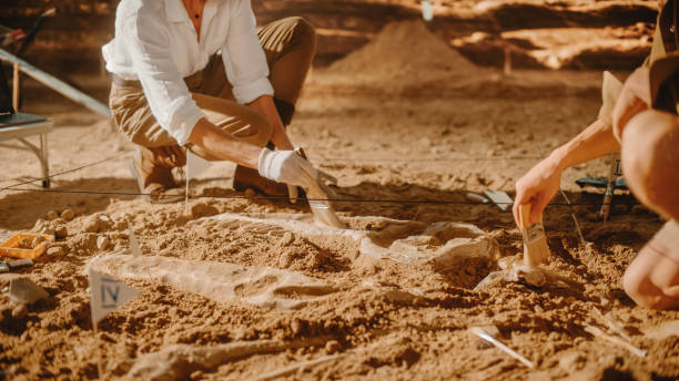 istock Archaeological Digging Site: Two Great Paleontologists Cleaning Newly Discovered of Dinosaur. Archeologists on Excavation Site Discover Fossil Remains of New Species Skeleton. Close-up Focus on Hands 1312318094