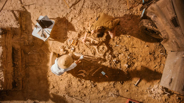 istock Top-Down View: Two Great Paleontologists Cleaning Newly Discovered Dinosaur Skeleton. Archeologists Discover Fossil Remains of New Species. Archeological Excavation Digging Site. 1312318101