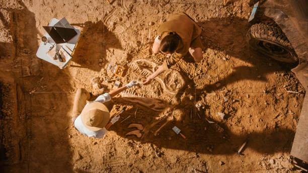 istock Top-Down View: Two Great Paleontologists Cleaning Newly Discovered Dinosaur Skeleton. Archeologists Discover Fossil Remains of New Species. Archeological Excavation Digging Site. 1312318145