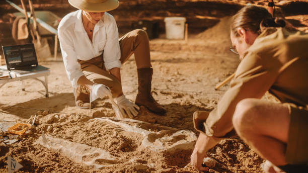 istock Archaeological Digging Site: Two Great Paleontologists Discovered Fossil Remains of Prehistoric Dinosaur, Clean it with Brushes. Archeologists Work on Excavation Site, Discover New Species Bones 1312318164