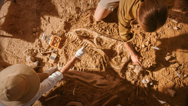 istock Top-Down View: Two Great Paleontologists Cleaning Newly Discovered Dinosaur Skeleton. Archeologists Discover Fossil Remains of New Species. Archeological Excavation Digging Site. 1312318688
