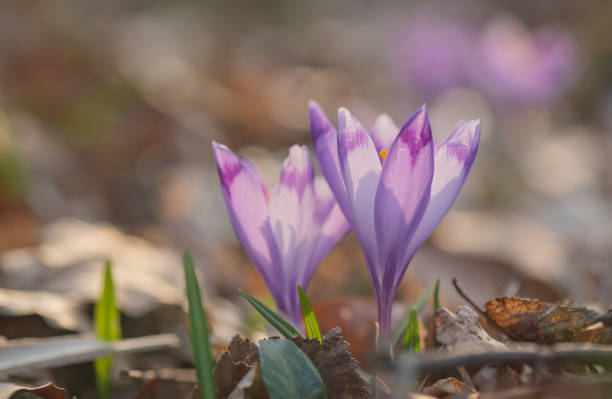 istock Close-up of blooming crocus in the forest 1312319365