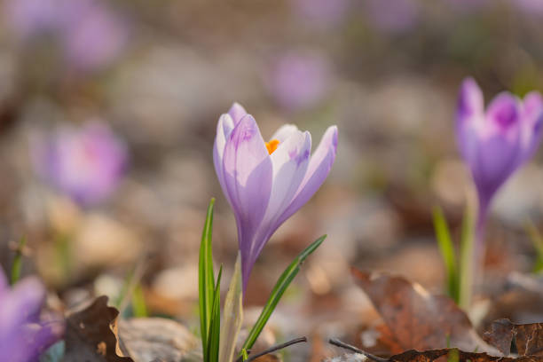 istock Close-up of blooming crocus in the forest 1312319374
