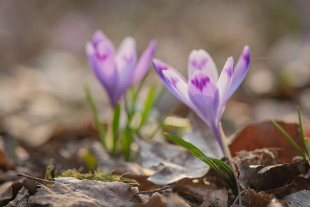 istock Close-up of blooming crocus in the forest 1312319408