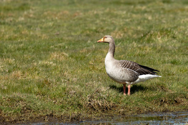 istock Greylag goose (Anser anser) in the grass by the river 1312320511