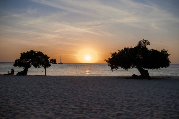 istock Divi Dive Trees on the shoreline of Eagle Beach in Aruba 1312320537