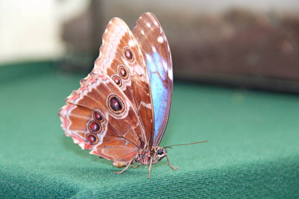 istock Butterfly sitting on green fabric close up 1312321824