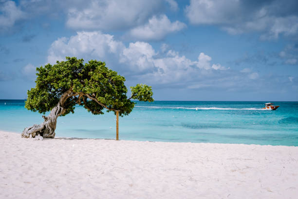 istock Divi Dive Trees on the shoreline of Eagle Beach in Aruba 1312321835