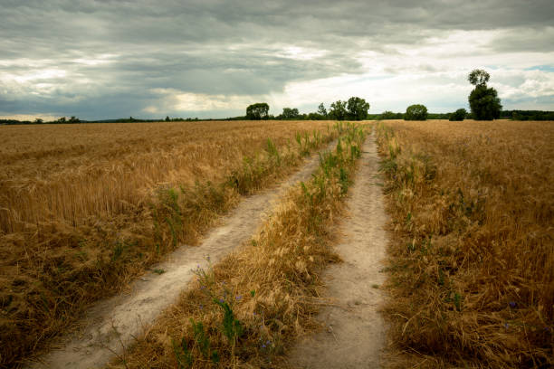 istock Dirt road through the field with grain and evening clouds 1312323453