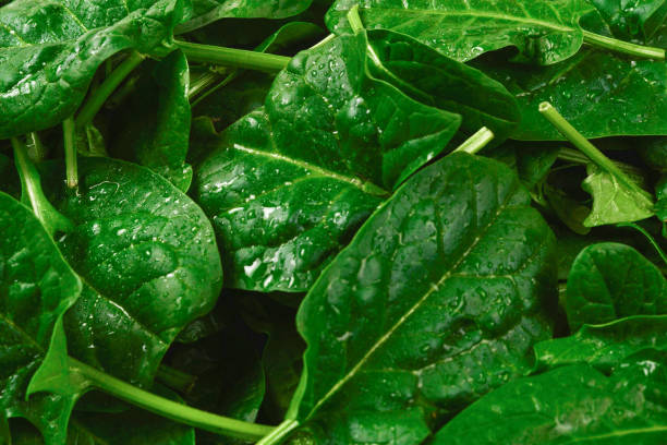 Photo of Fresh leaves of arugula and spinach as background.