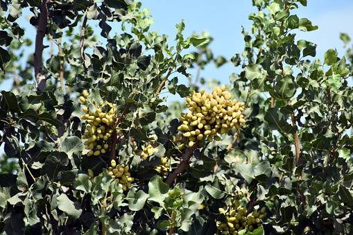 Fruit of a pistachio tree