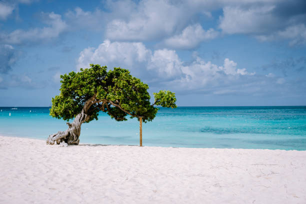 istock Divi Dive Trees on the shoreline of Eagle Beach in Aruba 1312323866