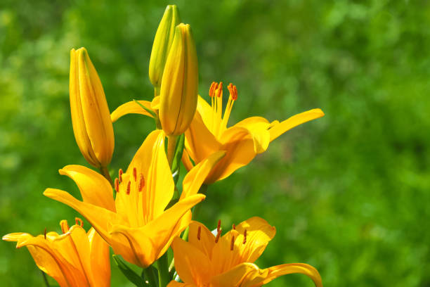5,900+ Orange Daylily Stock Photos, Pictures & Royalty-Free Images - iStock