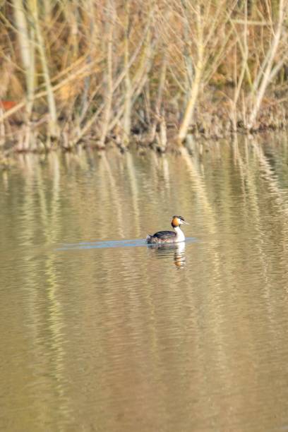 istock view of great crested grebe on a lake 1312324650