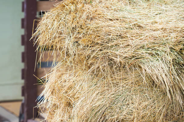 Stack of dry hay in a farm shed. Hay background