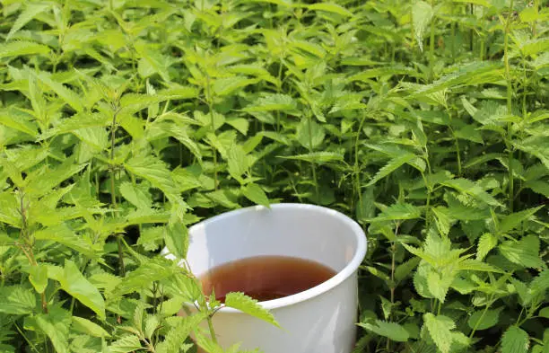 liquid manure from stinging nettles in a stinging nettles field