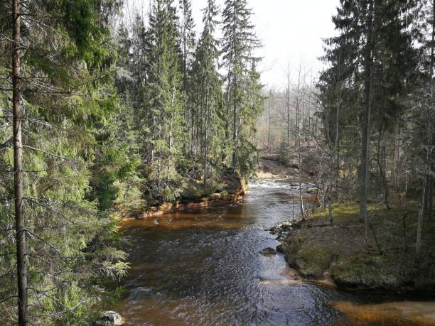 istock Wild scene of river Amata and tall trees 1312326151