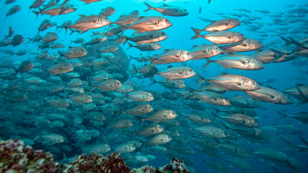 istock Crevalle Jacks School in coco's Island 1312326450