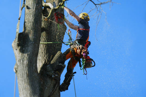 chirurgo degli alberi, arboristo motosega che lavora nella corona dell'olmo e taglia con motosega, segatura vola attraverso l'aria. il maschio adulto indossa attrezzature di sicurezza complete, corde ed è tempo soleggiato. - brilliant cut foto e immagini stock