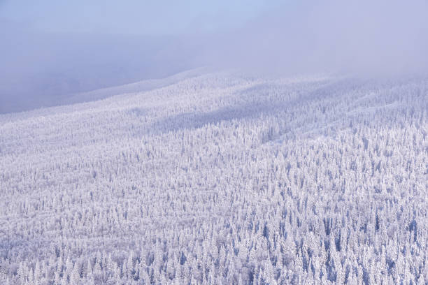 Hillside covered with winter snow forest. Pine trees in frost.