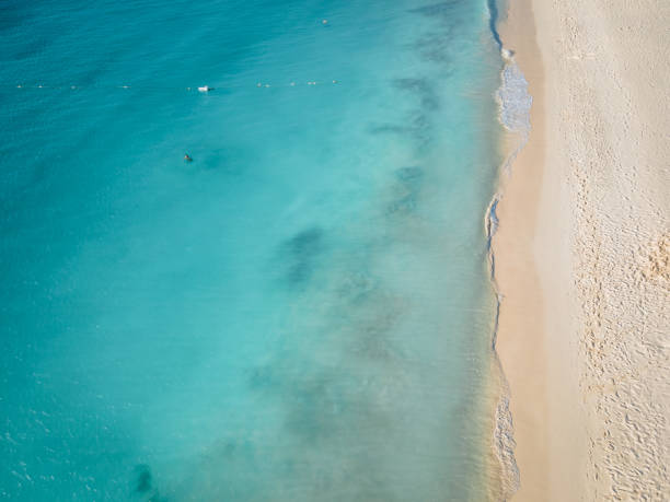 istock Palm Trees on the shoreline of Eagle Beach in Aruba 1312327541