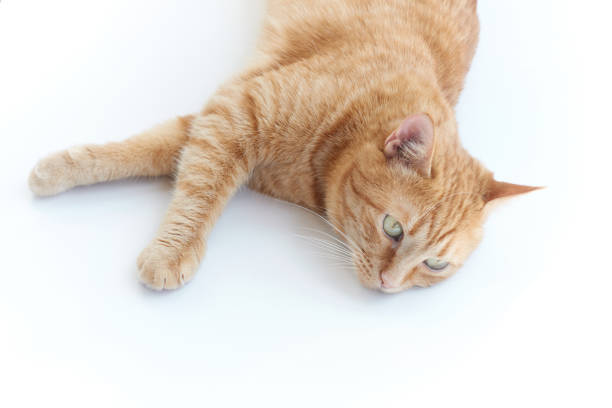 istock Cute ginger cat isolated on white lying down relaxing 1312328916