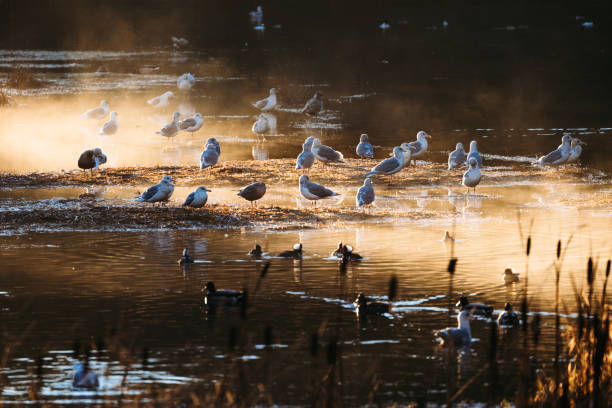 A beautiful crisp winter morning in Washington state, the sun shining over a saltwater inlet of the Puget Sound, illuminating a flock of gulls and morning fog rising from the water.