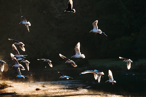 A beautiful crisp winter morning in Washington state, the sun shining over a saltwater inlet of the Puget Sound, illuminating a flock of gulls and morning fog rising from the water.